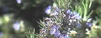 HERB MAGIC  –  SCOTT CUNNINGHAM
