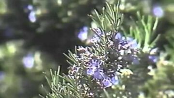 HERB MAGIC  –  SCOTT CUNNINGHAM
