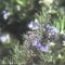 HERB MAGIC – SCOTT CUNNINGHAM