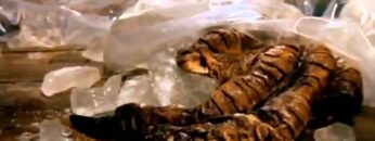 Did Dragons Really Exist? : Documentary on the History of Dragons