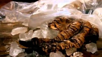Did Dragons Really Exist? : Documentary on the History of Dragons