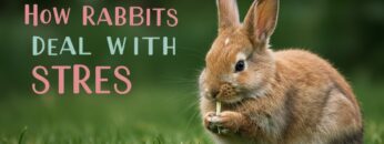 How Rabbits Deal with Stress: Calming Techniques for This Sensitive Sign!