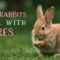 How Rabbits Deal with Stress: Calming Techniques for This Sensitive Sign!