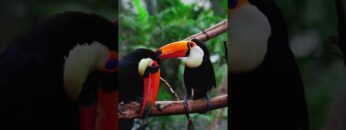 Meaning of Dreaming About Animals: Messages from Your Inner Wild