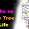 Paths on the Tree of Life [Esoteric Saturdays]