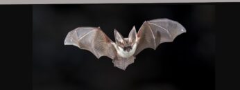 Spiritual Meaning of Bats in Dream Interpretation: Insights and Symbolism