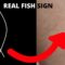 Successful Foreign Travel-(Real Fish Sign) Palmistry