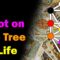 Tarot Interpretation with the Tree of Life [Esoteric Saturdays]
