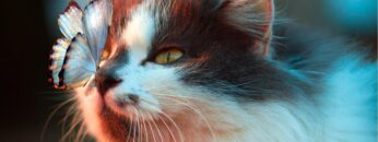 What is Dream Yoga + How Does Lucid Dreaming Work? Buddhism Explained : Robert A.F. Thurman
