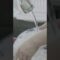 Why Dreaming of Dishes is a Thing!
