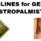 Astropalmistry: Gemini