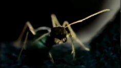 It Came From Beyond Midnight – Phase IV