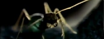 It Came From Beyond Midnight – Phase IV