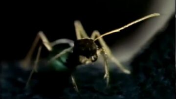 It Came From Beyond Midnight – Phase IV