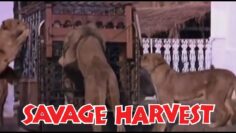 Savage Harvest (1981) (480p) (English)