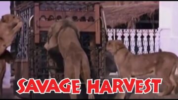 Savage Harvest (1981) (480p) (English)