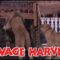Savage Harvest (1981) (480p) (English)